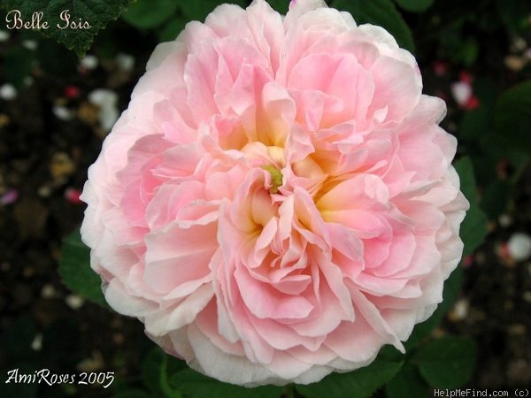 'Belle Isis (gallica, Parmentier, by 1845)' rose photo