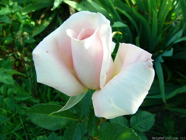 'Eterna Giovinezza (hybrid tea, Aicardi 1937)' rose photo