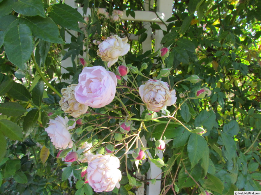 'Blush Noisette' rose photo