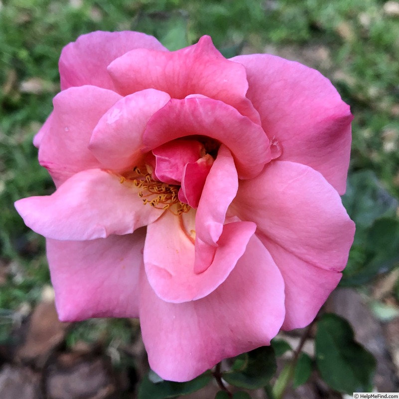 'Reno' rose photo