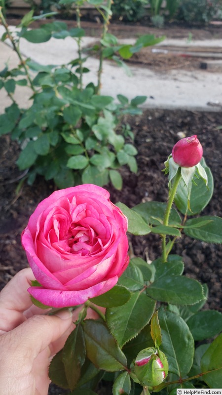'Big Momma' rose photo