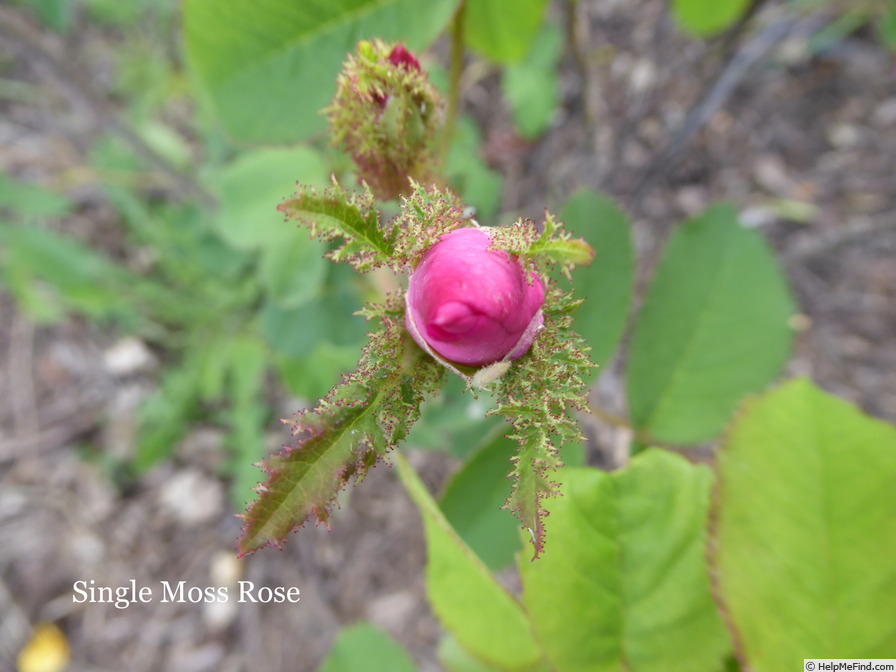 'Andrewsii' rose photo