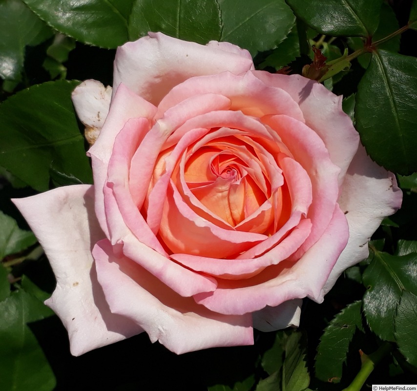 'Perfumery' rose photo