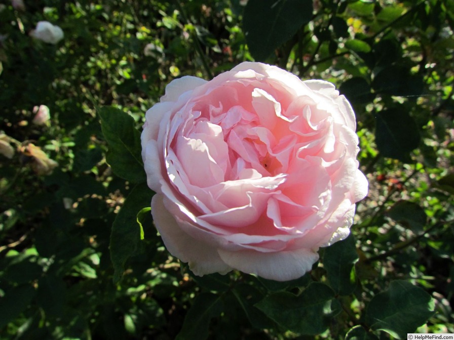 'Duchesse de Brabant' rose photo