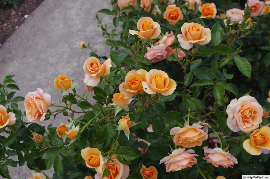 'Bengali (floribunda, Kordes, 2000/10)' rose photo