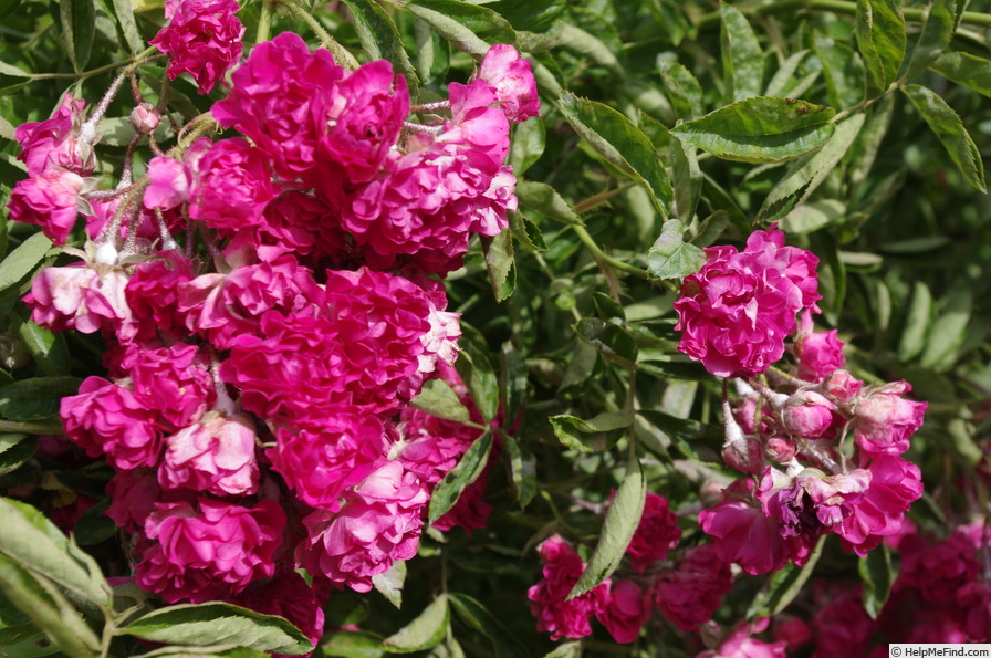 'Crimson Rambler' rose photo