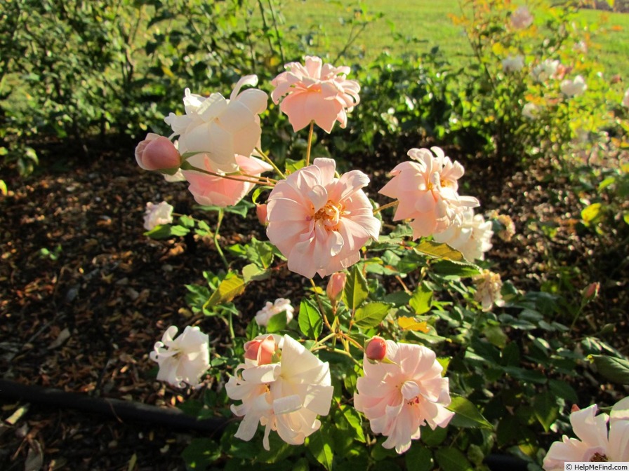 'Perle d'Or (polyantha, Rambaux, 1875)' rose photo