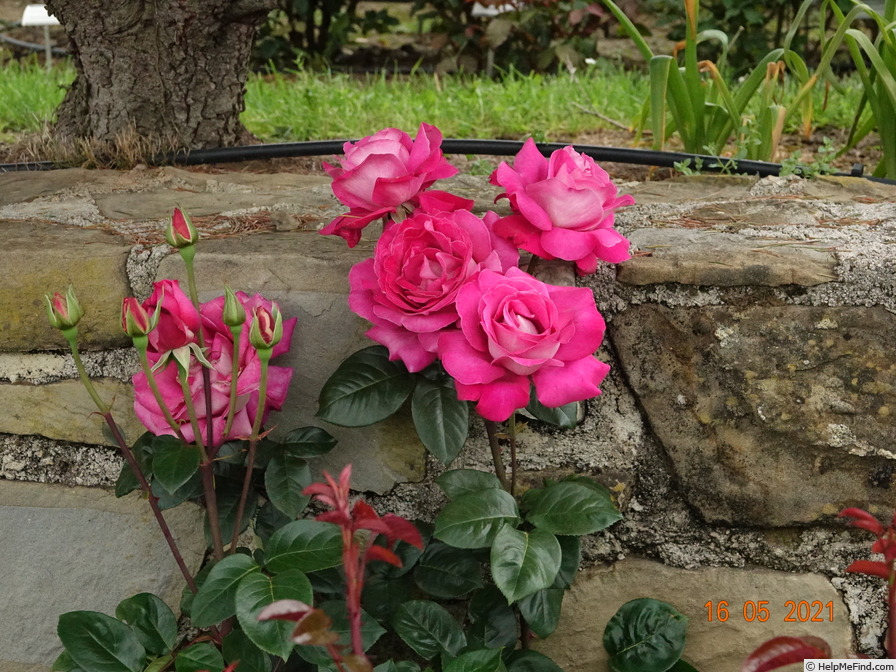 'Baronne de Rothschild ® (hybrid tea, Meilland, 1959/69)' rose photo