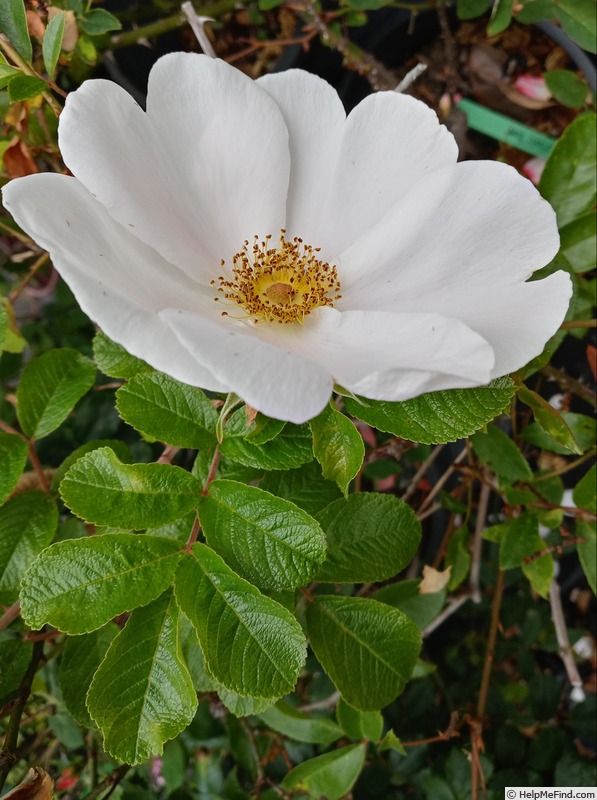 'Cooper's Burmese' rose photo