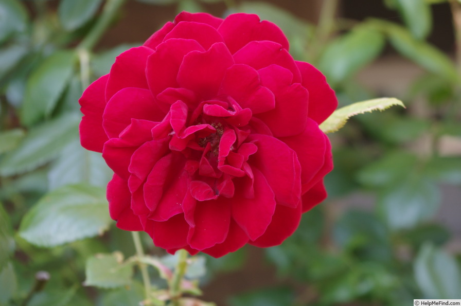 'Ulmer Münster' rose photo