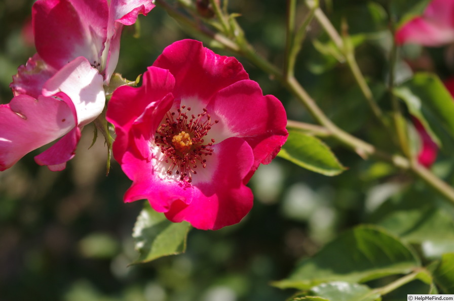 'Cherry Meillandecor ®' rose photo