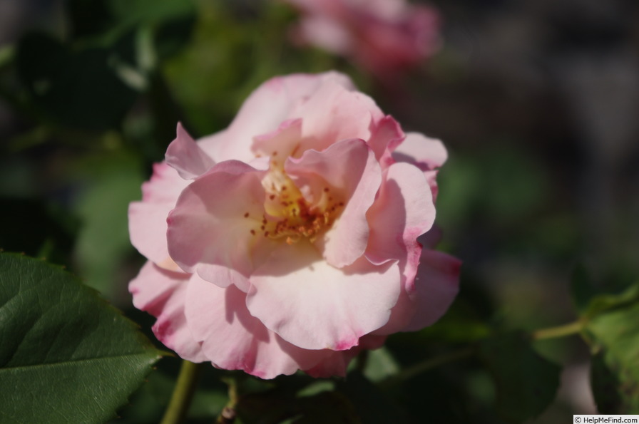 'Barbelvi' rose photo