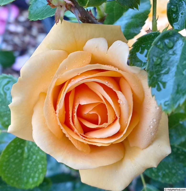 'Soaring To Glory' rose photo