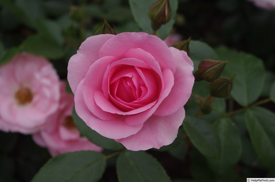 'Rose Professor Sieber' rose photo