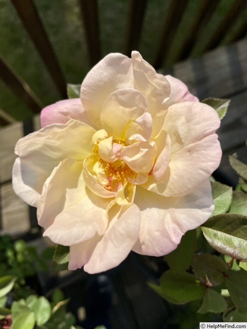 'BENA' rose photo