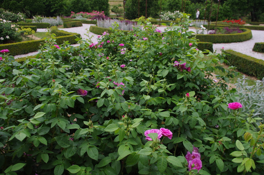 'Botanic Garden of the University of Maribor'  photo