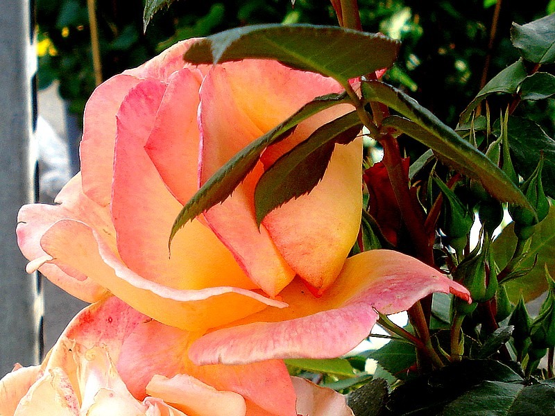 'Acapulco ® (hybrid tea, Reuter, 2009)' rose photo