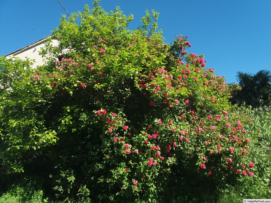 'Archiduc Joseph' rose photo