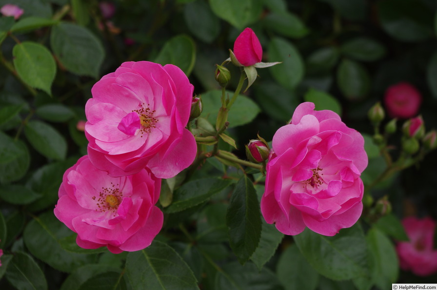 'Angela ® (floribunda, Kordes, 1975/84)' rose photo