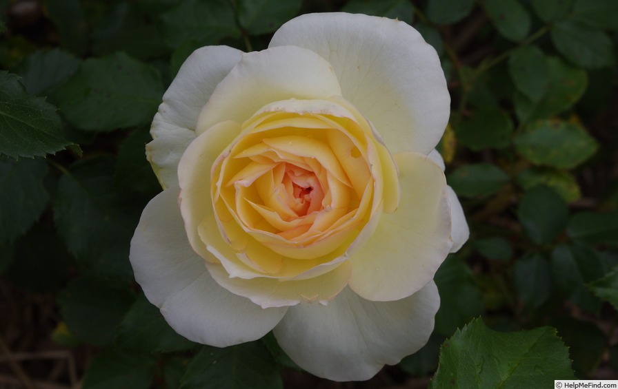 'MEIchibon' rose photo