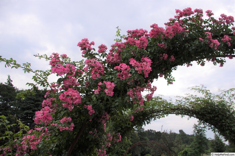 'American Pillar' rose photo