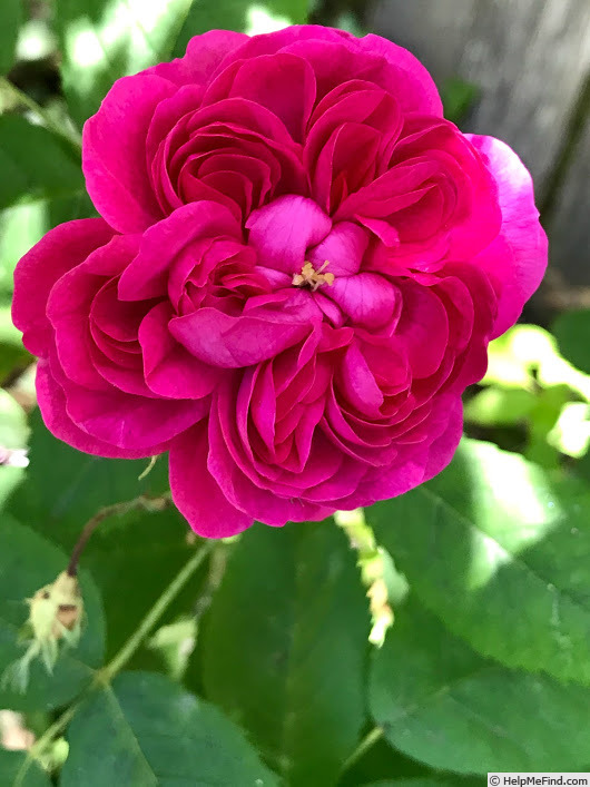 'Joasine Hanet (Damask Perp., Vibert, 1846)' rose photo