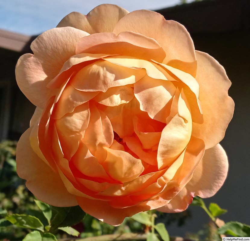 'Lady of Shalott ®' rose photo