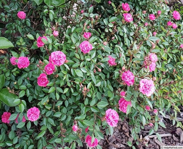 'Little Pinkie' rose photo