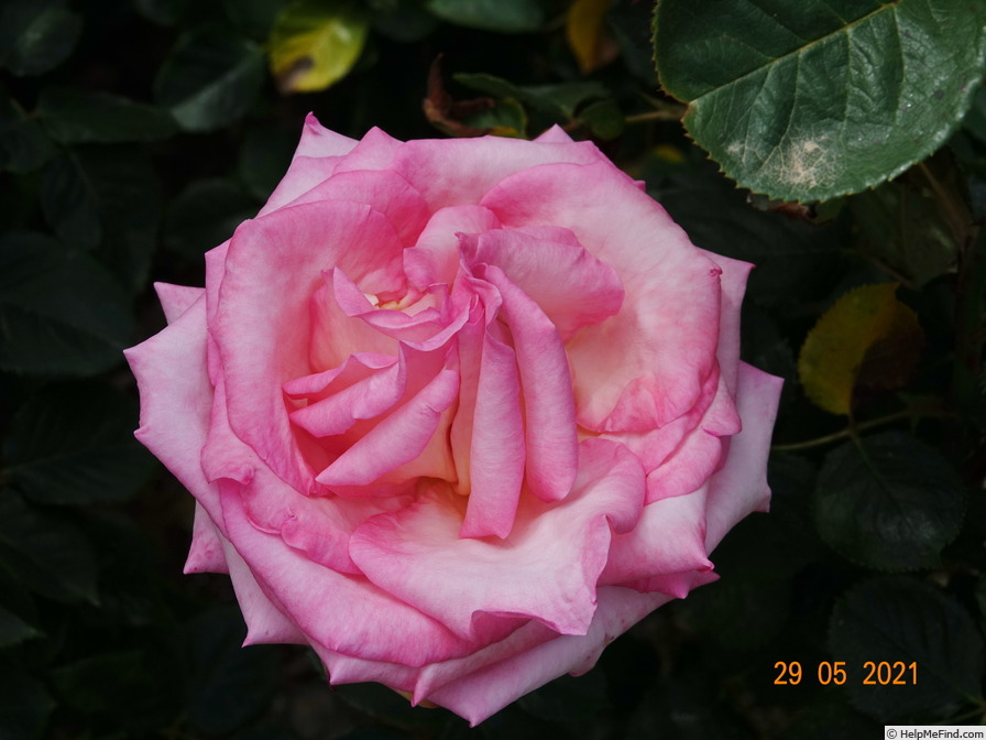 'Sweetheart (hybrid tea, Cocker, 1980)' rose photo