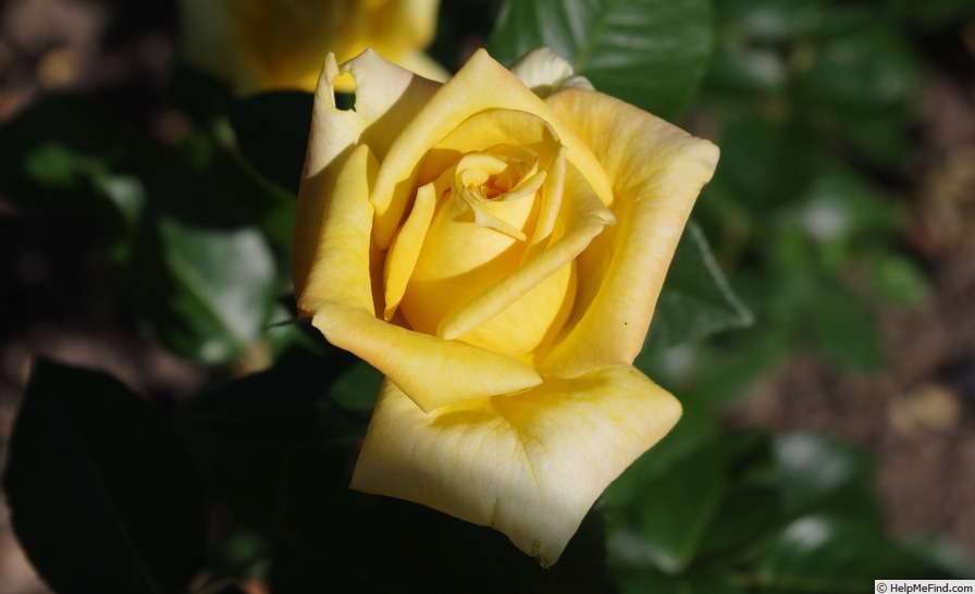 'Citrina' rose photo