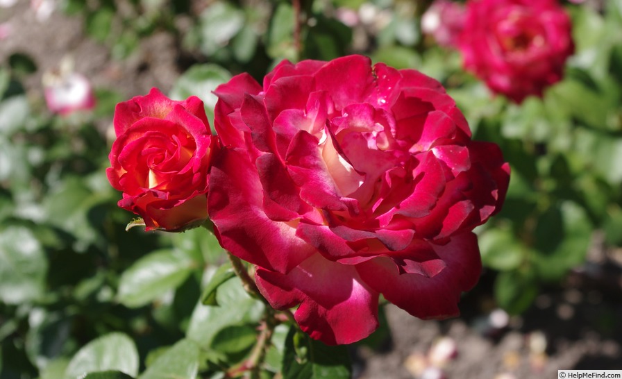 'Rittertum' rose photo