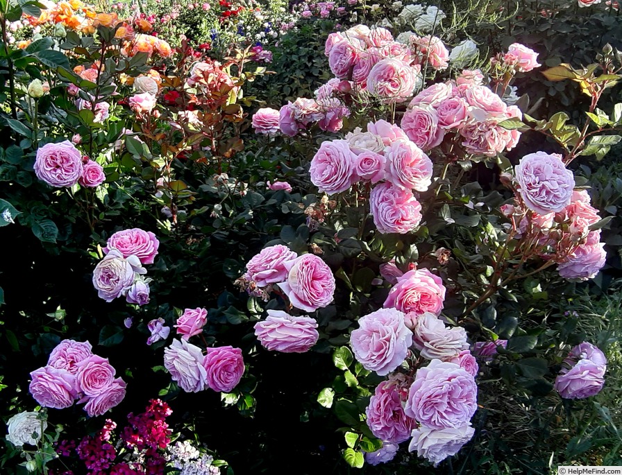 'Rosengräfin Marie Henriette ®' rose photo