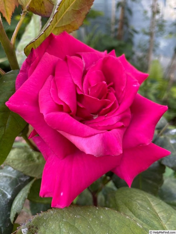 'Prima Ballerina ® (hybrid tea, Tantau, 1957)' rose photo