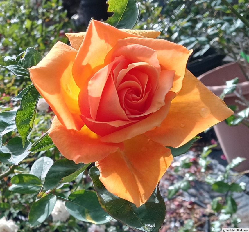 'Oldtimer' rose photo