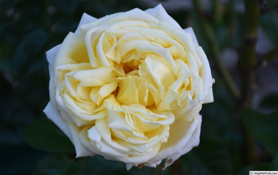 'Countrywoman' rose photo