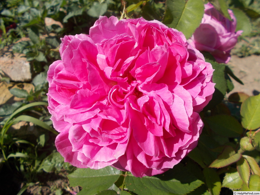 'Heinrich Schultheis' rose photo