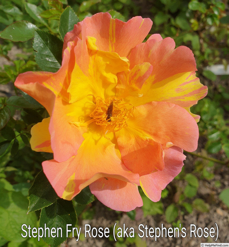 'Stephen Fry' rose photo