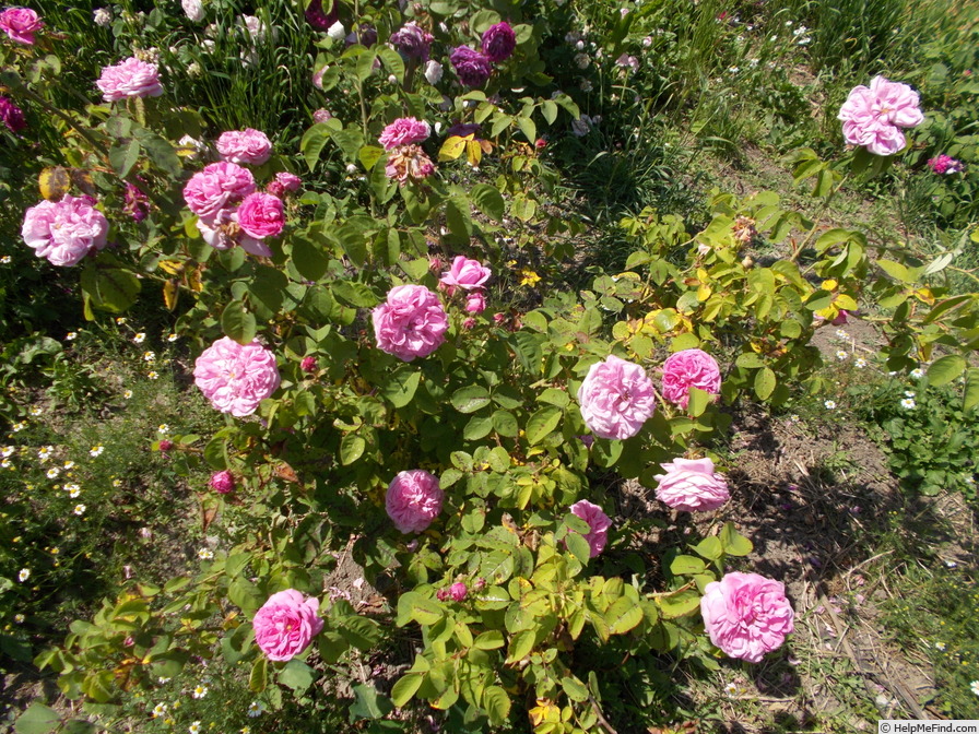 '<I>Rosa centifolia</I> L.' rose photo