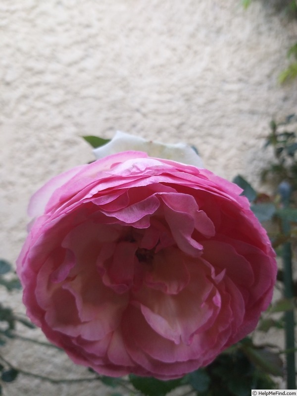 'Pierre de Ronsard ®' rose photo