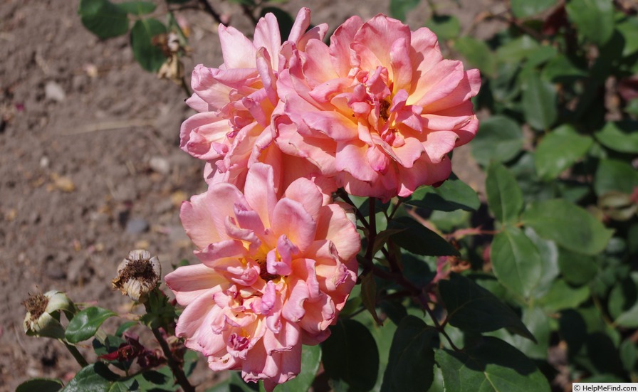 'Anne Marie Trechslin ®' rose photo