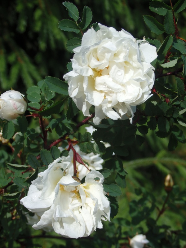 '<i>Rosa spinosissima</i> 'Double White'' rose photo