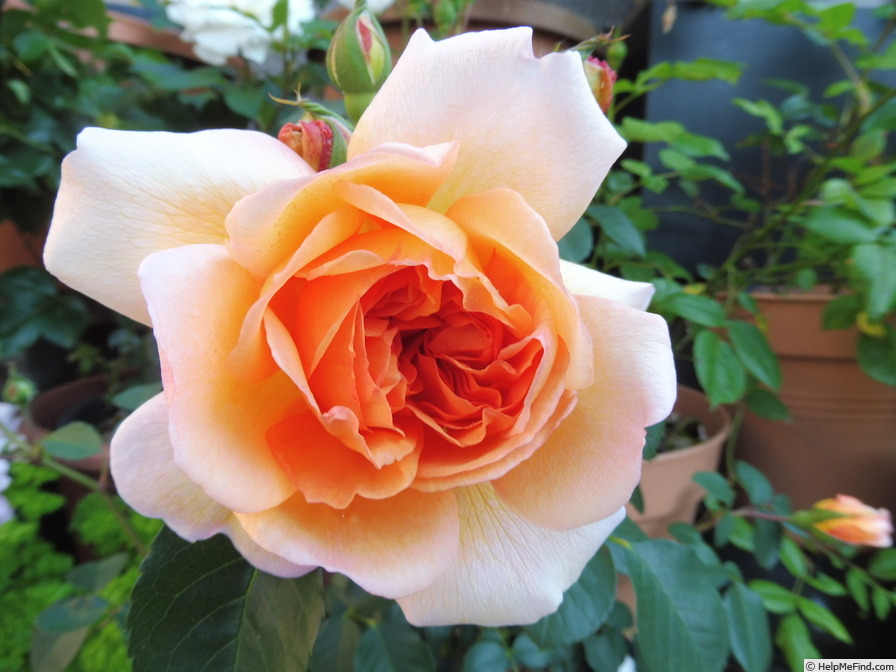 'Dame Judi Dench (shrub, Austin before 2017)' rose photo