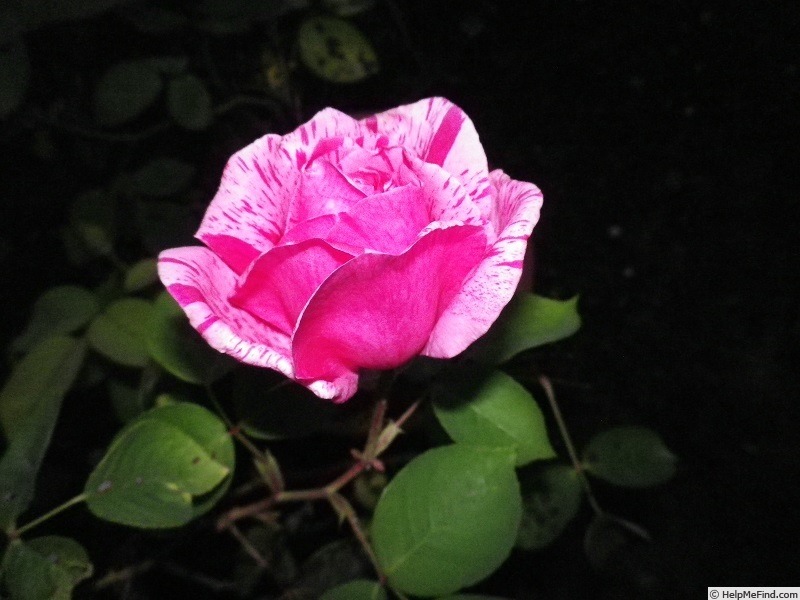 'Madame Driout' rose photo