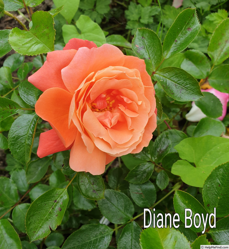 'Diane Boyd' rose photo
