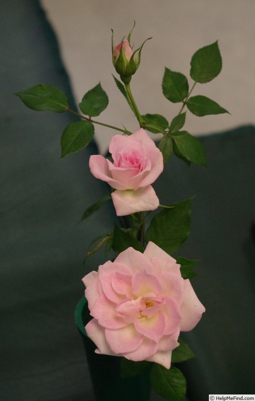 'Figurine ™ (miniature, Benardella 1991)' rose photo