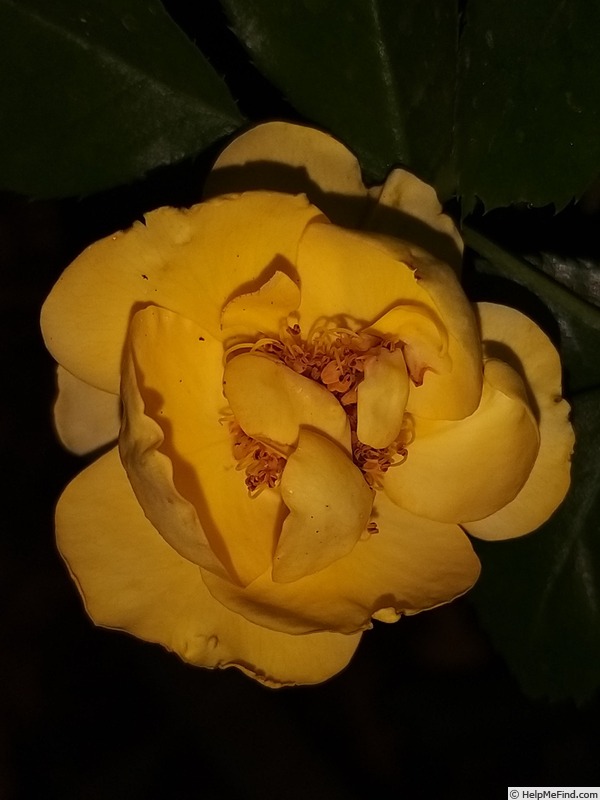 'Rayon De Soleil ®' rose photo