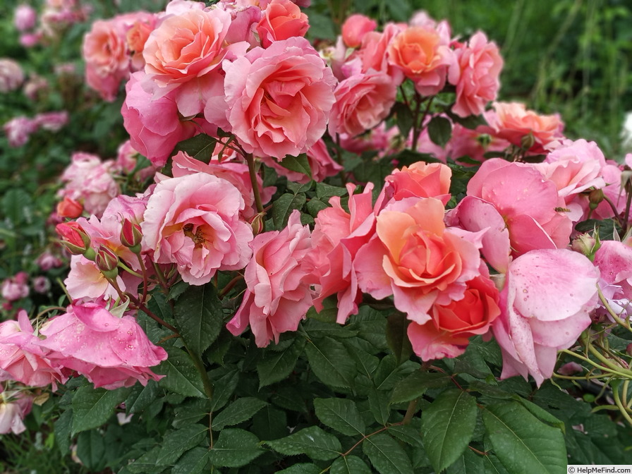 'Jardin des nonères ®' rose photo