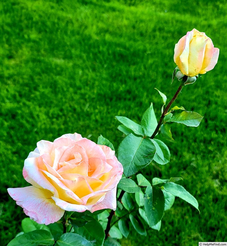 'First Lady Nancy' rose photo