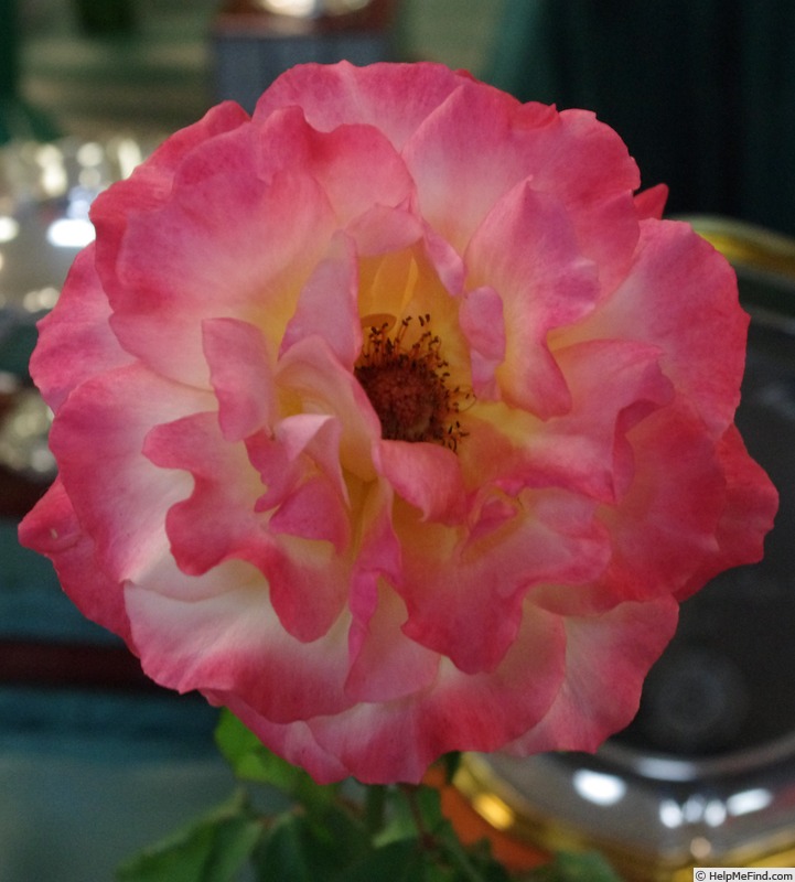 'Summer of Love (hybrid tea, Zary, 2009)' rose photo