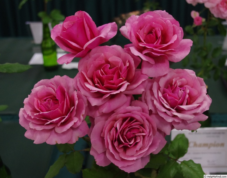 'Duet (hybrid tea, Swim, 1960)' rose photo